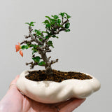 浮雲 +盆栽【長寿梅】