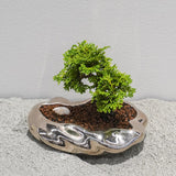 浮雲(メッキ塗装) + 盆栽【津山桧】