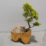 大地 +盆栽(メッキ塗装)【黄金真柏】