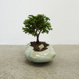 浮雲 + 盆栽【津山桧】