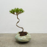 浮雲 +盆栽【黒松】