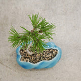 浮雲 +盆栽【黒松】