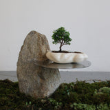 浮雲 + 盆栽【津山桧】