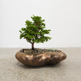 浮雲 + 盆栽【津山桧】