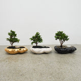 浮雲 + 盆栽【津山桧】