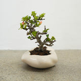 浮雲 +盆栽【長寿梅】