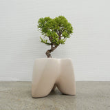 大地 +盆栽【黄金真柏】