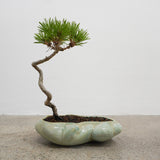 浮雲 +盆栽【黒松】