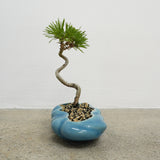 浮雲 +盆栽【黒松】