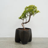 大地 +盆栽【黄金真柏】