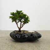 浮雲 + 盆栽【津山桧】