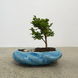 浮雲 + 盆栽【津山桧】