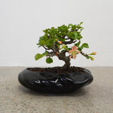 浮雲 +盆栽【長寿梅】