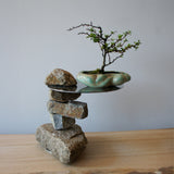 浮雲 +盆栽【長寿梅】