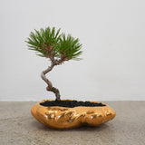 浮雲(メッキ塗装) +盆栽【黒松】