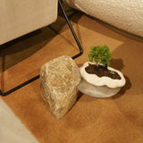 浮雲 + 盆栽【津山桧】