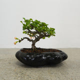 浮雲 +盆栽【長寿梅】