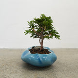 浮雲 + 盆栽【津山桧】