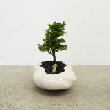 浮雲 + 盆栽【津山桧】