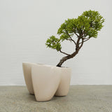 大地 +盆栽【黄金真柏】