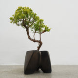 大地 +盆栽【黄金真柏】