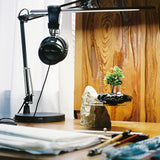 浮雲 + 盆栽【津山桧】