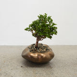 浮雲 + 盆栽【津山桧】