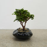 浮雲 + 盆栽【津山桧】