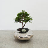 浮雲(メッキ塗装) + 盆栽【津山桧】