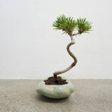 浮雲 +盆栽【黒松】