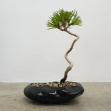 浮雲 +盆栽【黒松】