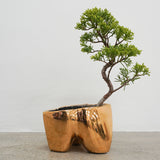 大地 +盆栽(メッキ塗装)【黄金真柏】