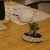 浮雲 + 盆栽【津山桧】