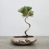 浮雲(メッキ塗装) +盆栽【黒松】