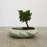 浮雲 + 盆栽【津山桧】