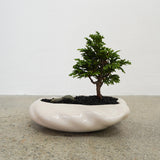 浮雲 + 盆栽【津山桧】