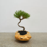 浮雲(メッキ塗装) +盆栽【黒松】