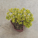 大地 +盆栽【黄金真柏】