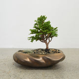 浮雲 + 盆栽【津山桧】