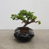 浮雲 +盆栽【長寿梅】