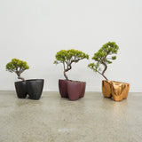 大地 +盆栽【黄金真柏】