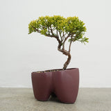 大地 +盆栽【黄金真柏】