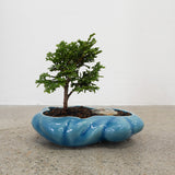 浮雲 + 盆栽【津山桧】