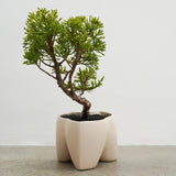 大地 +盆栽【黄金真柏】