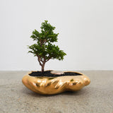 浮雲(メッキ塗装) + 盆栽【津山桧】