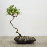 浮雲 +盆栽【黒松】