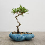 浮雲 +盆栽【黒松】