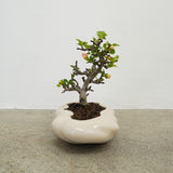 浮雲 +盆栽【長寿梅】