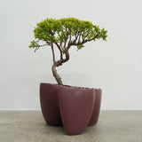 大地 +盆栽【黄金真柏】