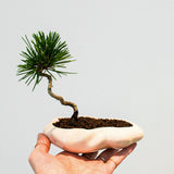 浮雲 +盆栽【黒松】